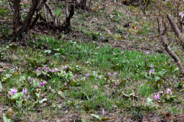 ３月２１日の開花状況