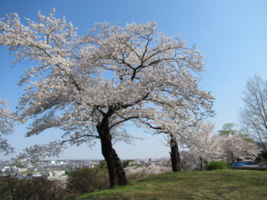 ４月７日の桜開花状況