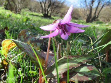 ３月１２日、カタクリ開花状況