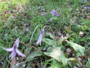４月２日、カタクリ開花状況