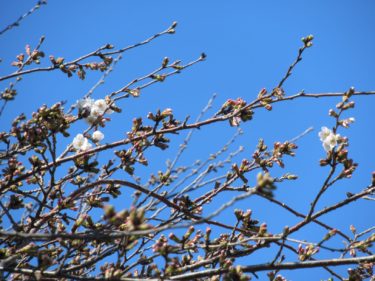R3.3.15　さくらの開花状況