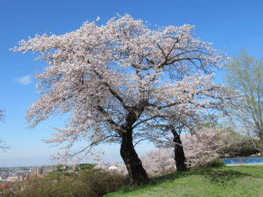 R5.3.30　桜の開花状況