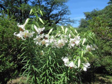 R5.7.6 ヤマユリの開花状況